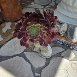 Aeoniums - Succulents 