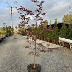 Japanese Maple (Bloodgood)