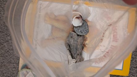 Mixed Beach Finds – Shells, Driftwood, and Stones