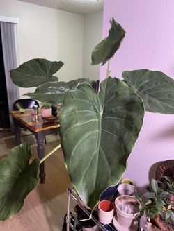 Colocasia Plant (elephant Ears)