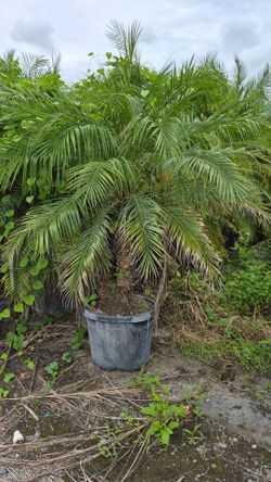 Robollinis Palms About 5 feet Tall