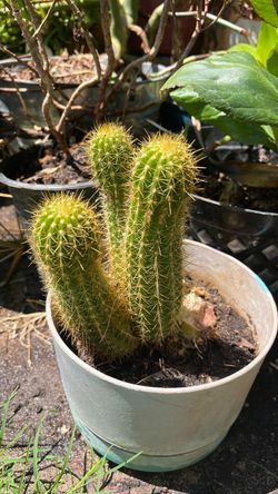 Planta  color fiucha