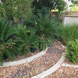 Sago Palms