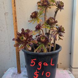 Succulent  plants