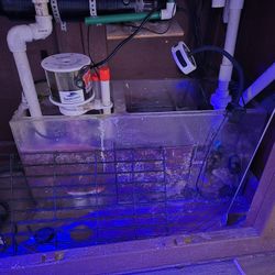  Salt Water Fish Tank with Sump and Stand