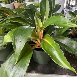 Fire Flash Spider Mandarín Orange In 6” Pot.