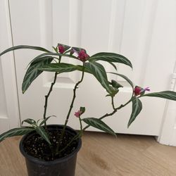 Brazilian Fireworks Plant