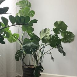 Beautiful Large Indoor Plant, Super Healthy $55