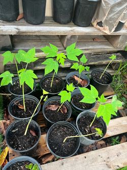 Papaya Tree Seedlings in Nursery Pots