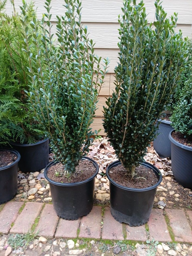 2gal Japanese Sky Pencil $10 Each