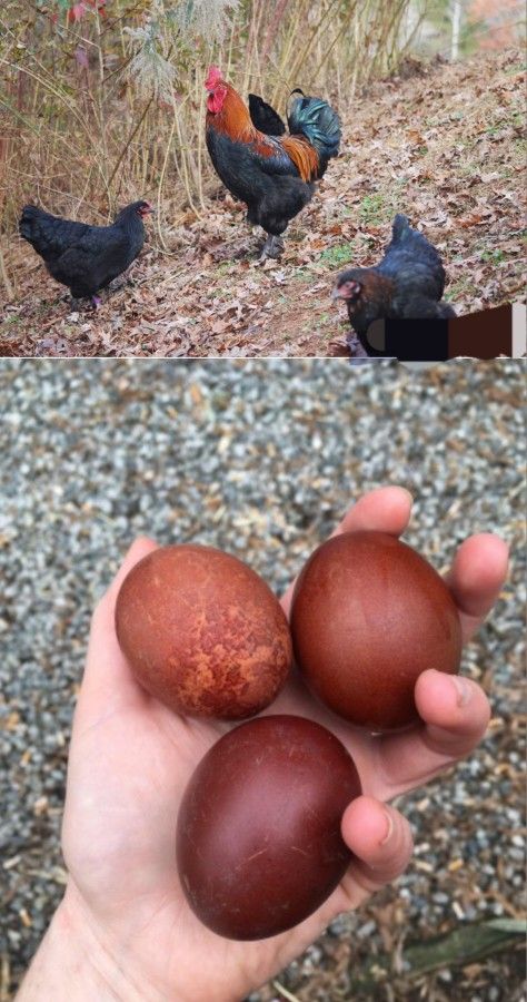 Eggs Cooper Marran