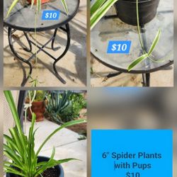 6" Spider Plants
