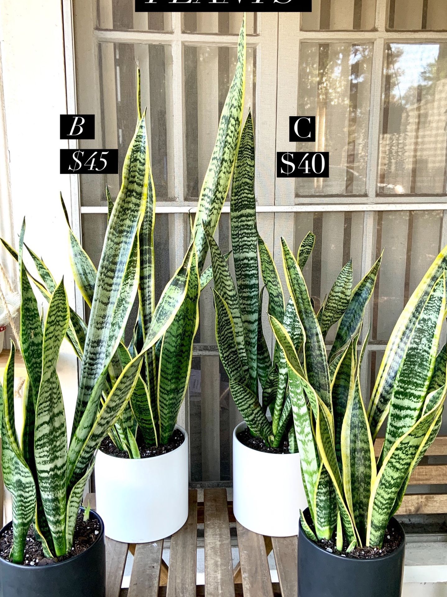 Tall 2-3FT Snake Plants in 5-6” Decor Pots!