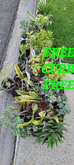 Free succulents on curb Alert ⚠️ Downey