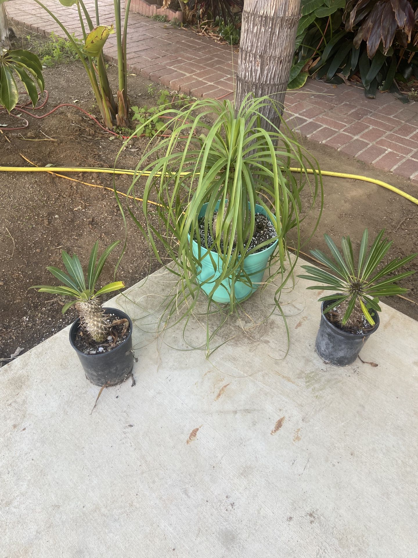 3 Plant Package Deal