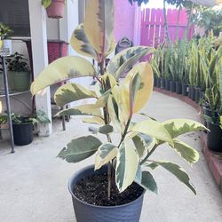 Snow White Tineke Rubber Plant Variegated 
