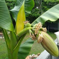 Banana Plants 