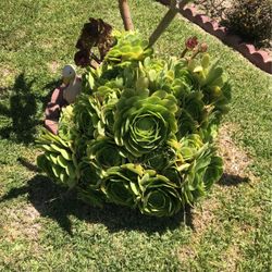 Succulent Plants