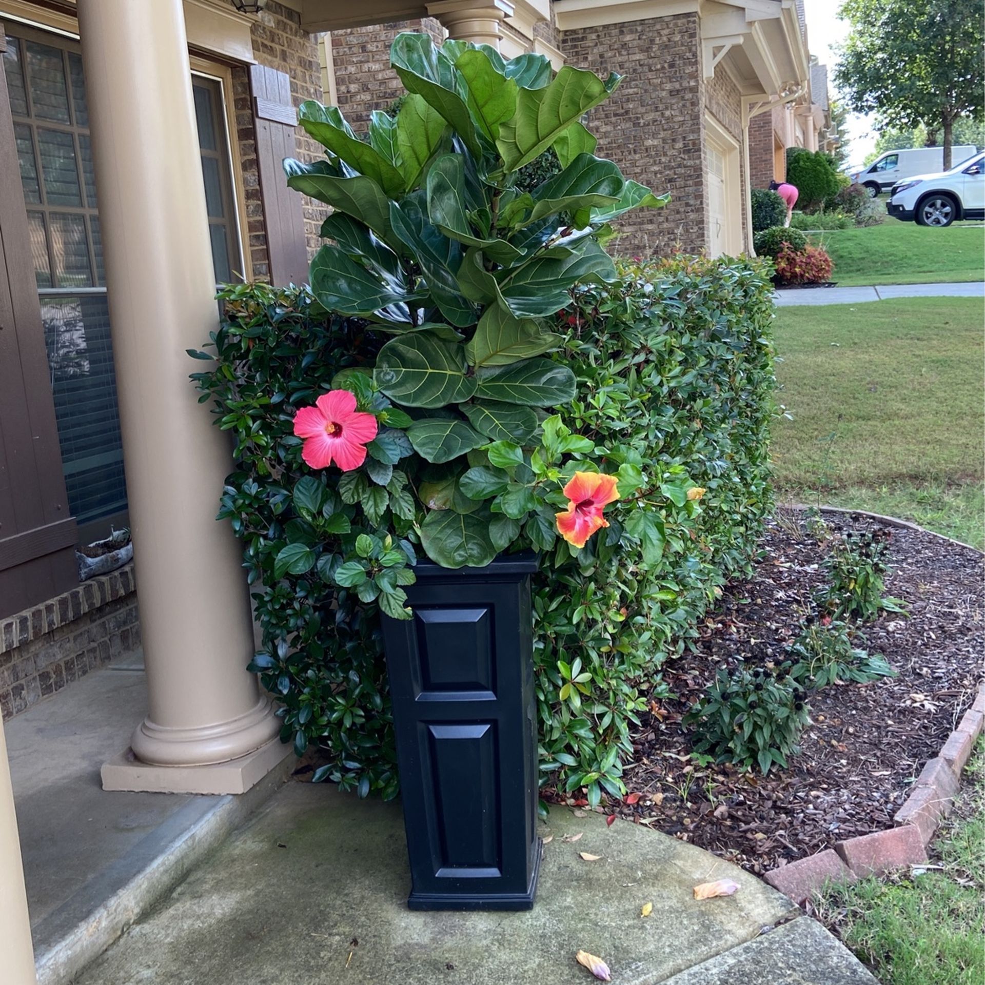 Patio Plants