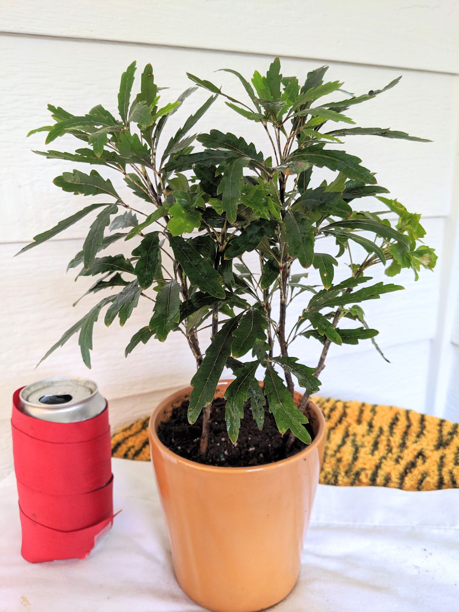 False Aralia Plants in Ceramic Planter Pot- Real Indoor House Plant