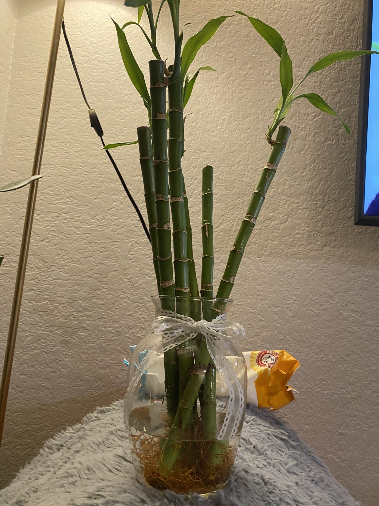 Lucky Bamboo Plant
