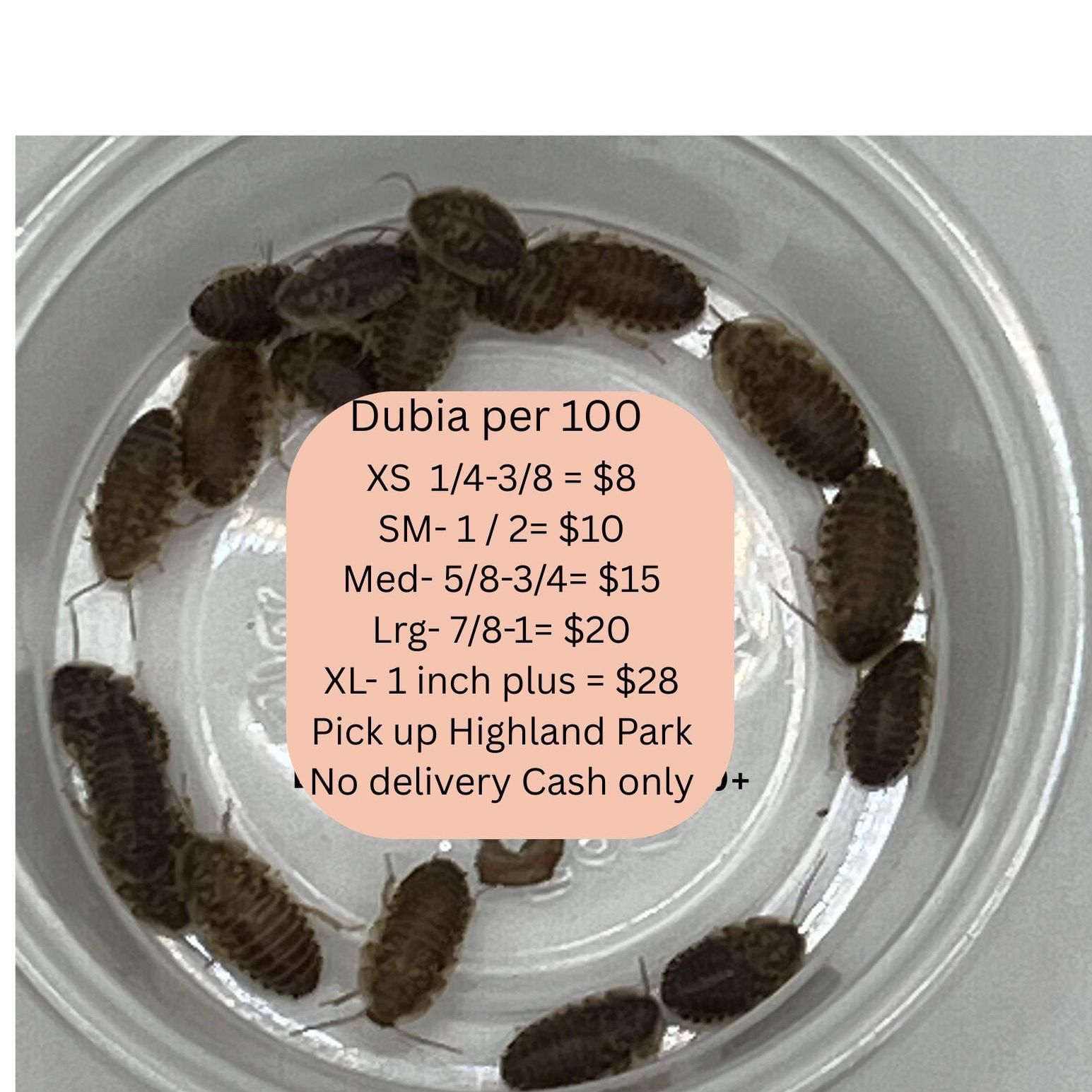 Dubia Roaches Feeders Reptile for Sale in Los Angeles, CA - OfferUp