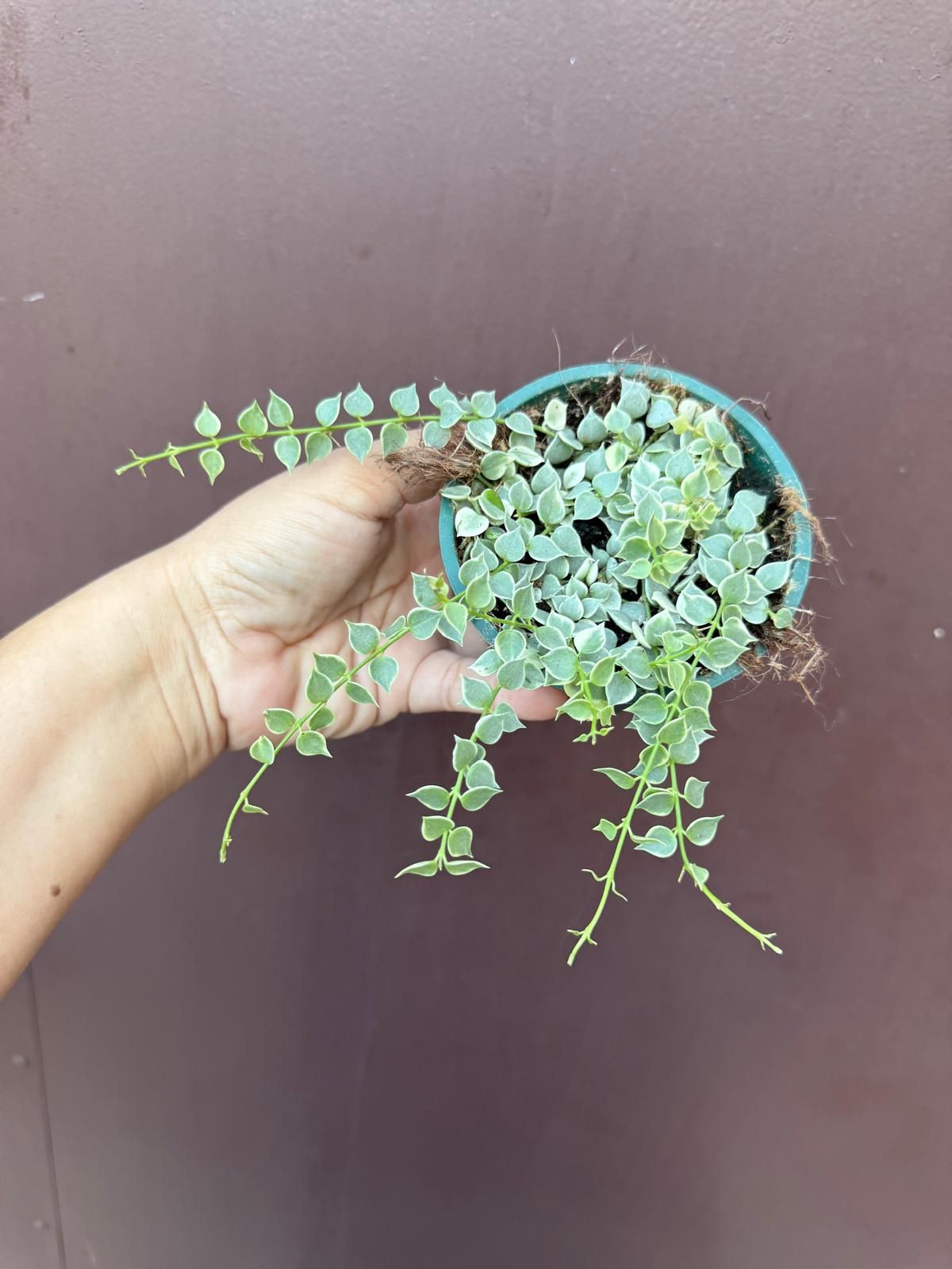 4” million of hearts dischidia 
