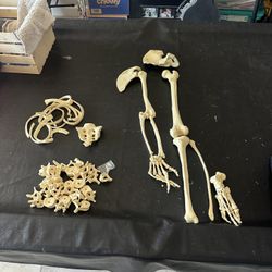 Disarticulated half skeleton