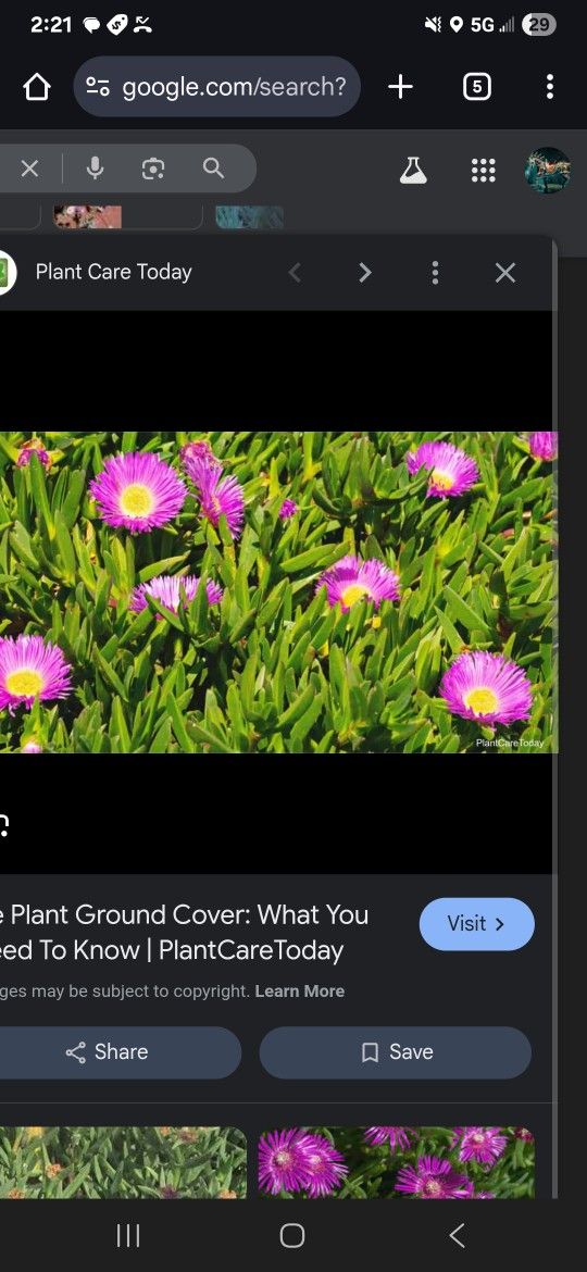 Ice Plant Purple In Pots Ready For Ground Covering 6in To 30 In Available