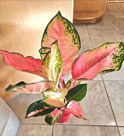 AGOLEMA PINK STAR