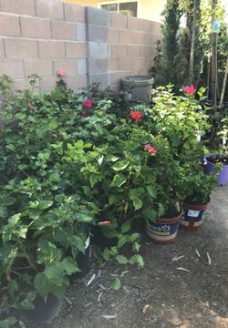 Hibiscus