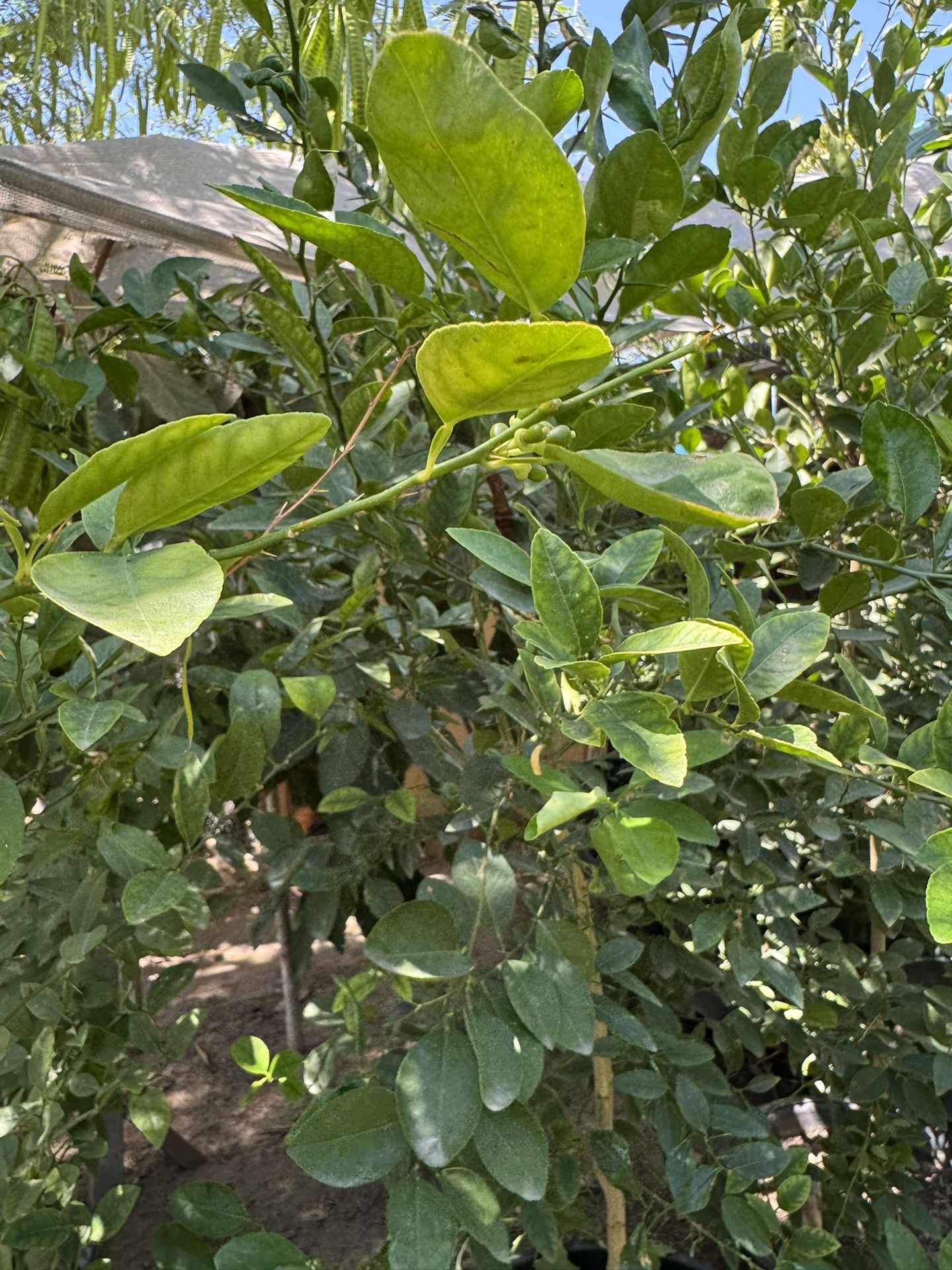 Mexican Green Limon πβπ©