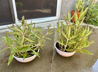 Mother of Million Plants-$5 each