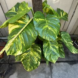 10” Hawaiian Pothos Big Leafs