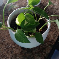 Variegated Pothos 