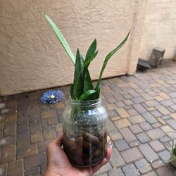 Snake plant in water