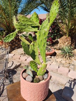Cactus garden in pink pattern pot