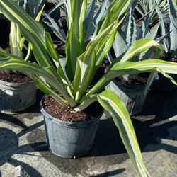 False Agave - 7gl