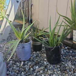 Aloe Vera Plant