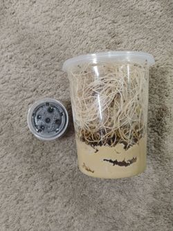 FF CUPS