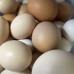 Fresh Eggs 