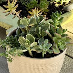 Mix succulents plants