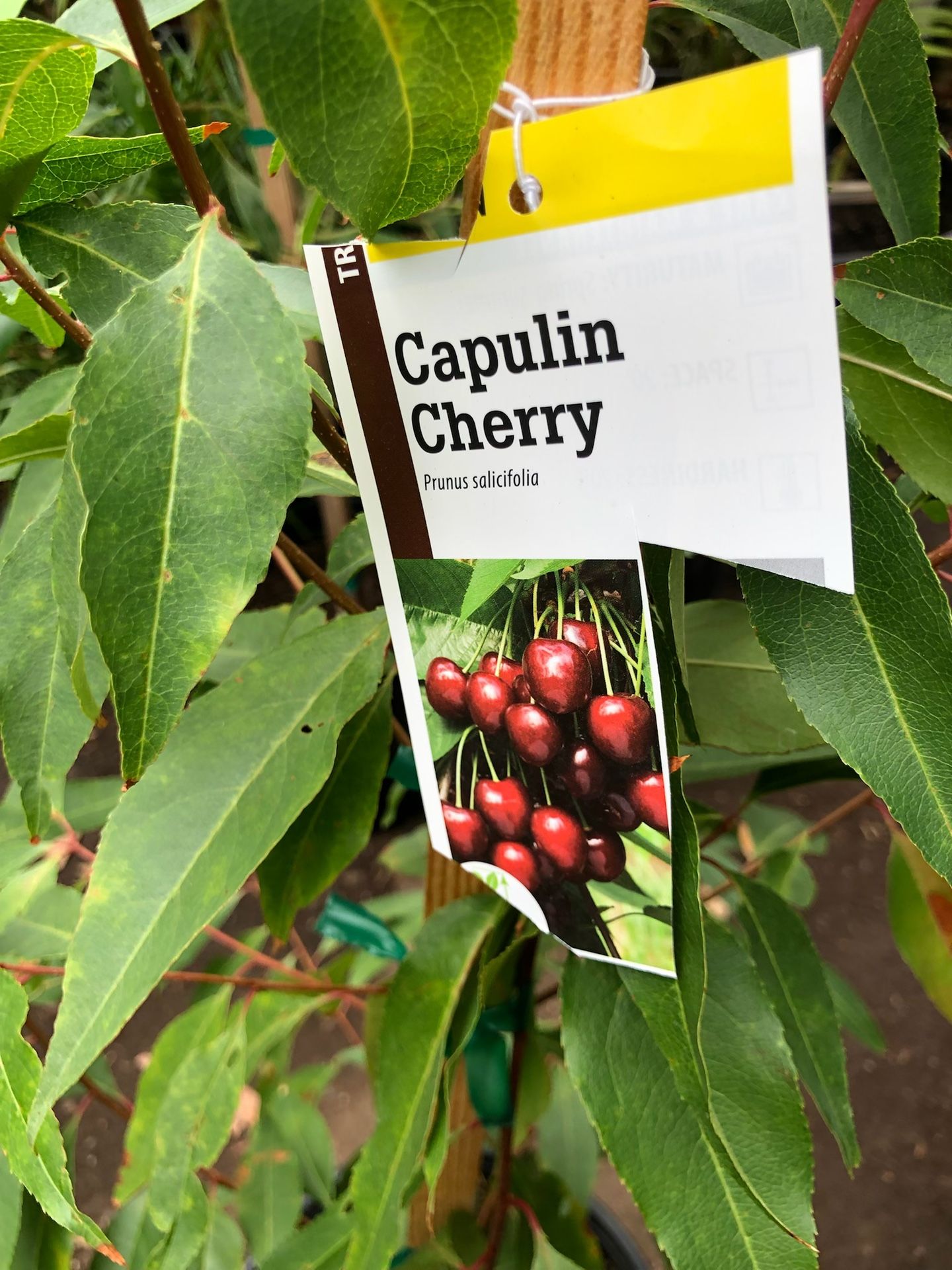 Capulin Cherry Tree $33 Each