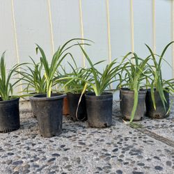 9 Yellow DayLIly Plants 