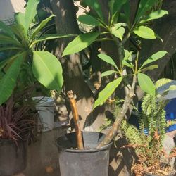 Selling Plumerians White,