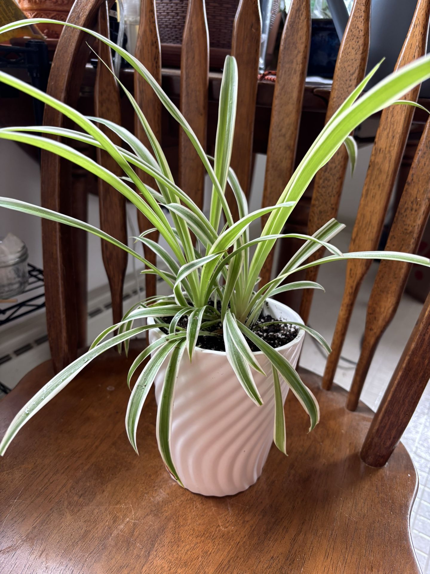 Spider Plant In Wavy Pot