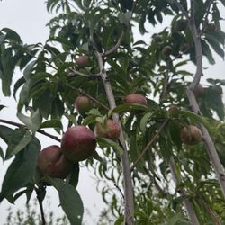 White Nectarine Tree 25gal 10ft 