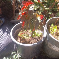 Begonia