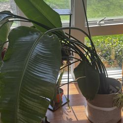 Bird Of Paradise plant