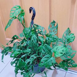 Big Basket Swiss Cheese Monstera Plants
